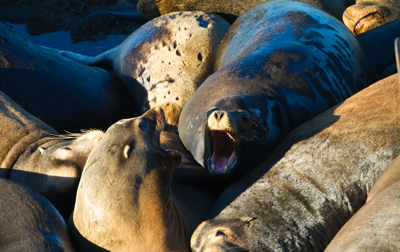 California Sea Lions